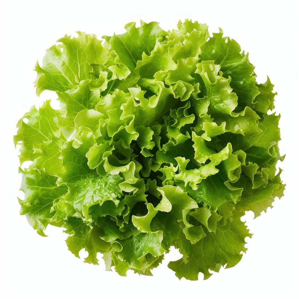 Salad vegetable lettuce plant.