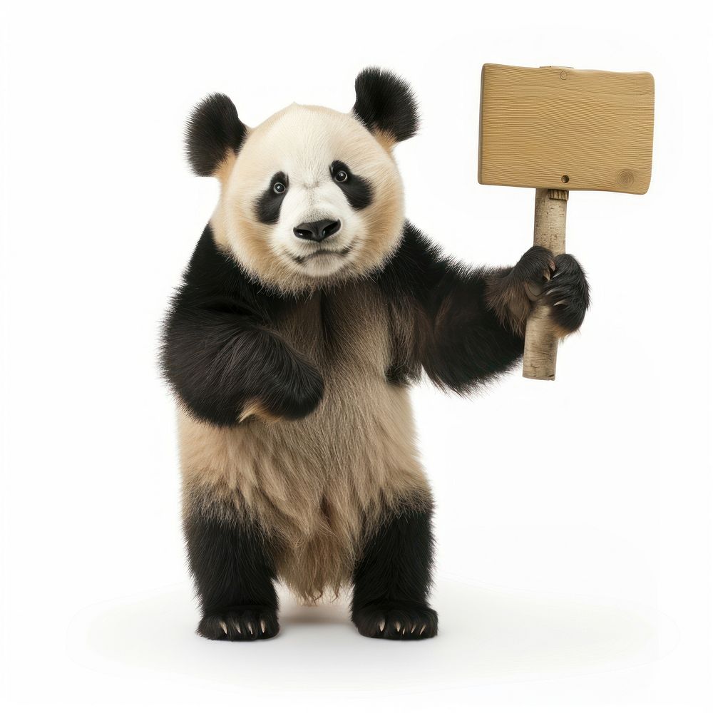Panda holding sign animal wildlife mammal.