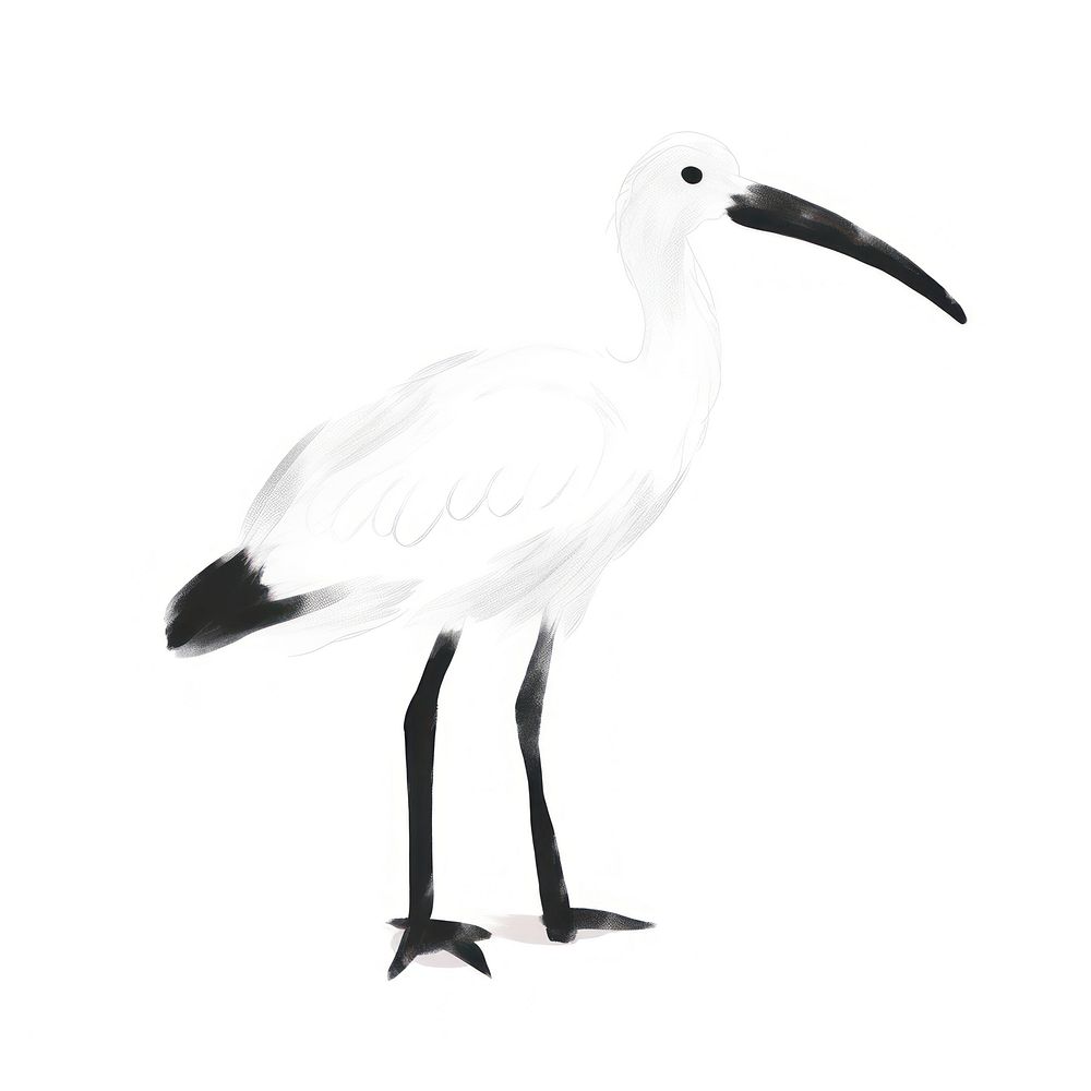 Ibis animal stork white.
