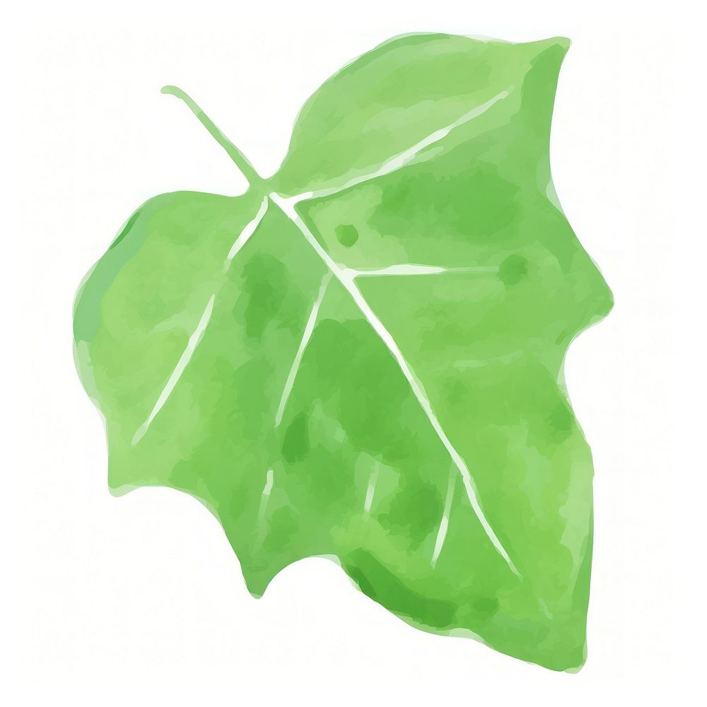 Ivy leaf plant white background accessories.