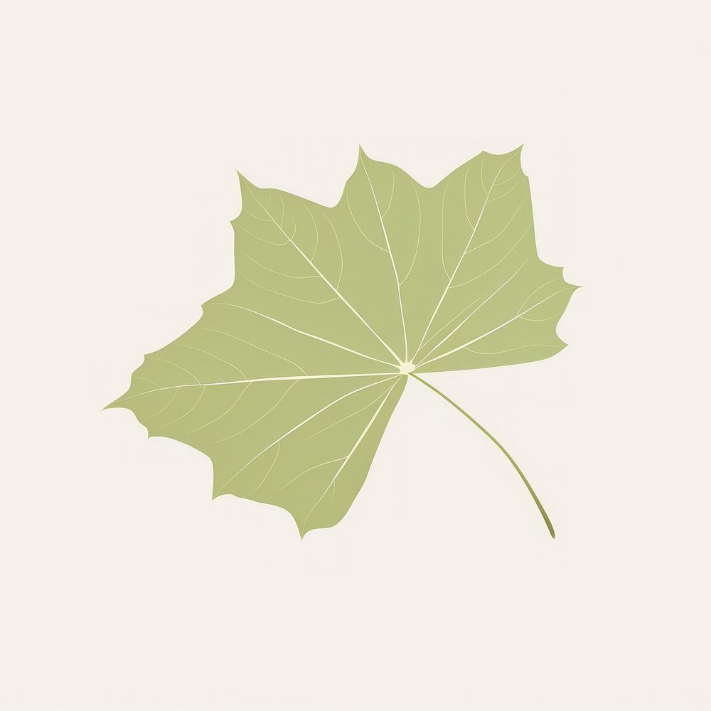 Illustration of a simple ivy leaf plant sycamore pattern.