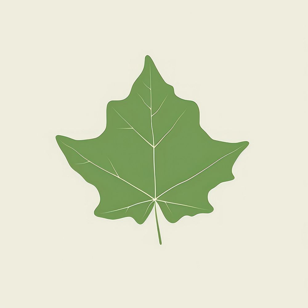 Illustration of a simple ivy leaf plant tree sycamore.