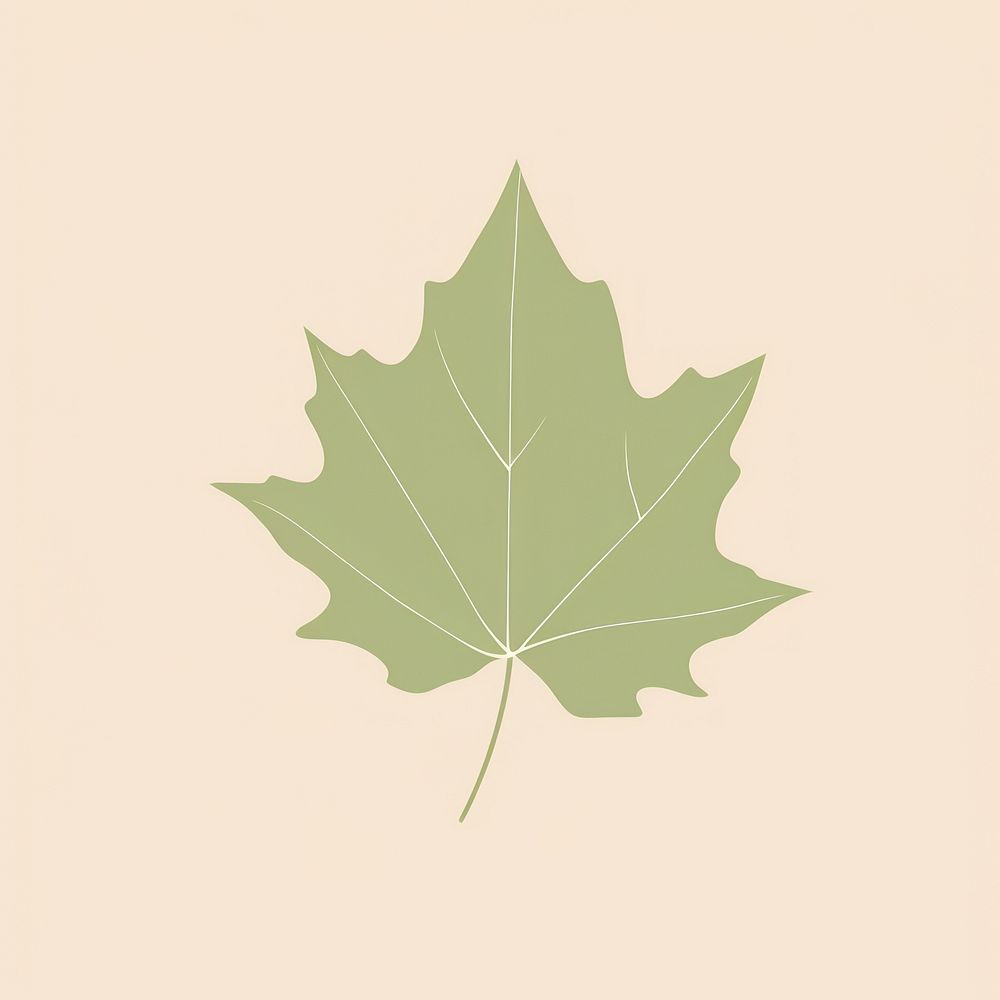 Illustration of a simple ivy leaf plant tree sycamore.