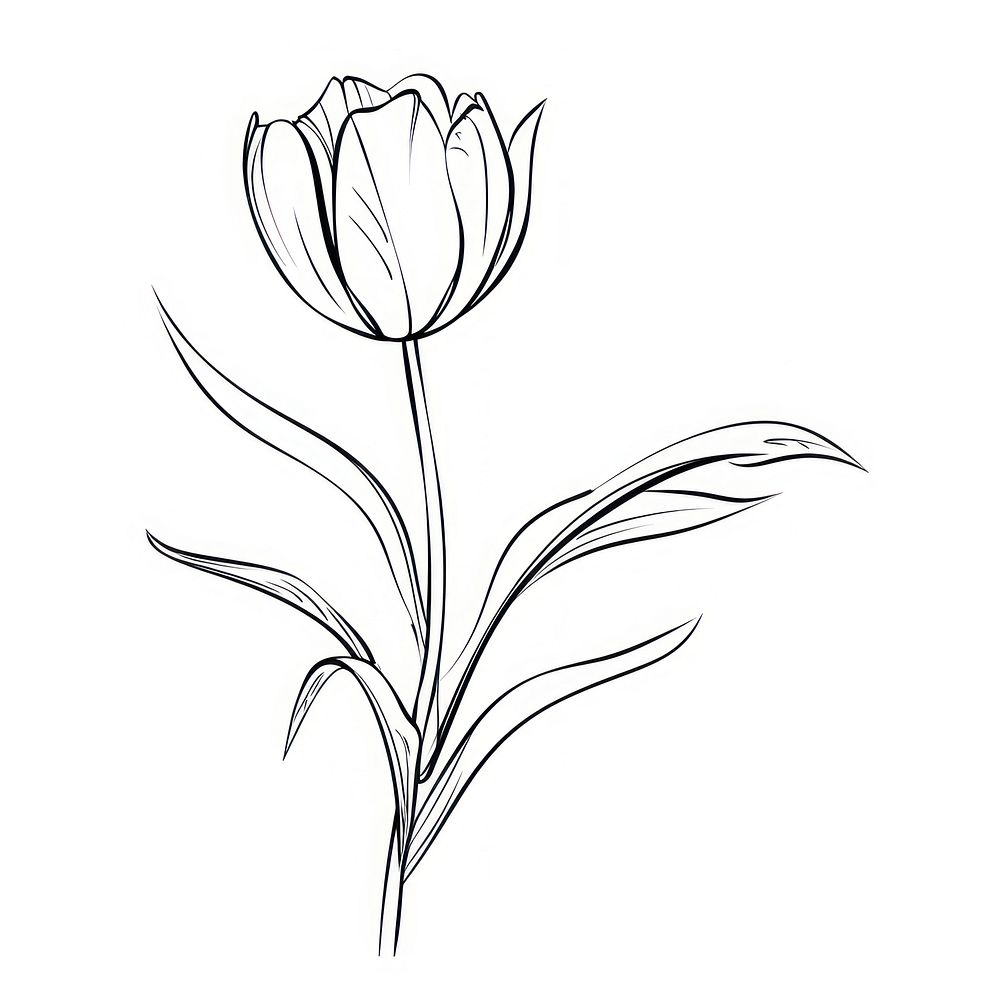 Tulip sketch drawing tulip.