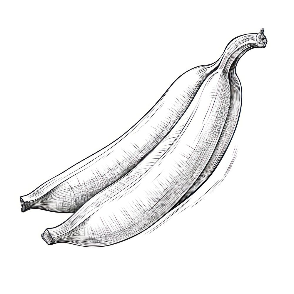 Banana sketch plant food.