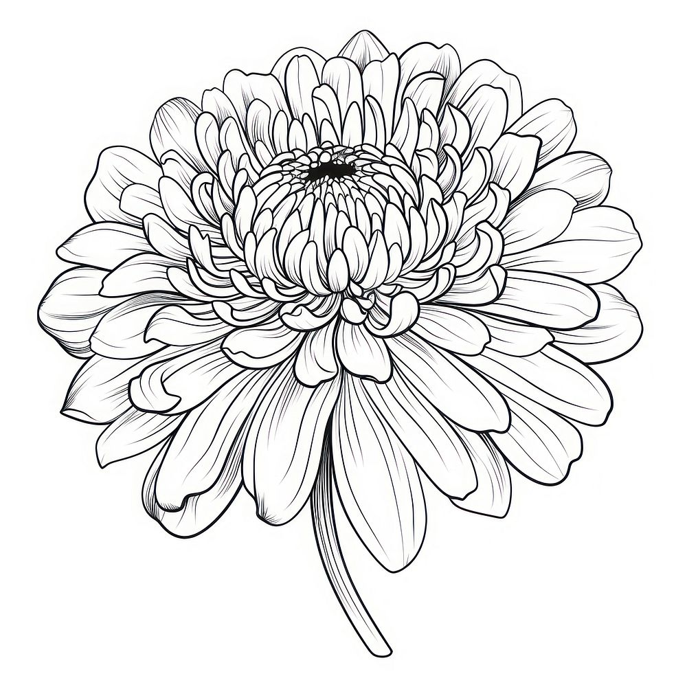 Chrysanthemum sketch chrysanths drawing.