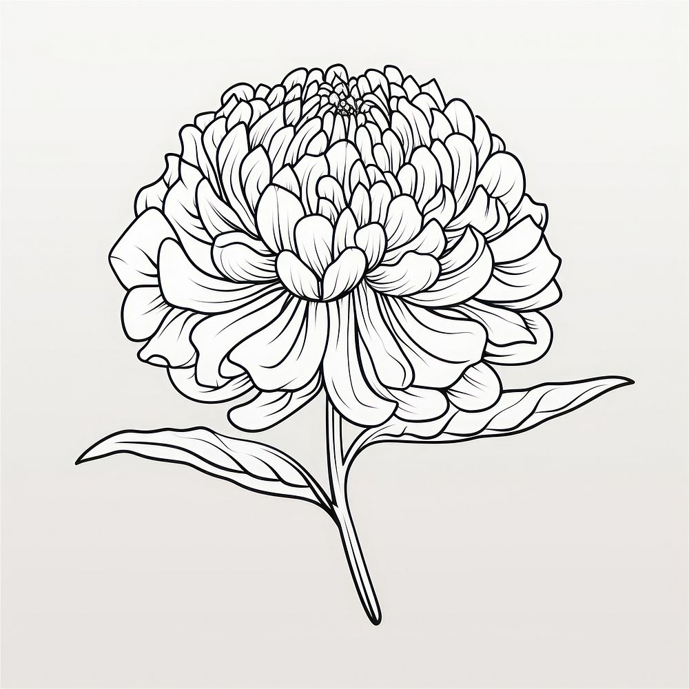 Chrysanthemum sketch drawing flower.
