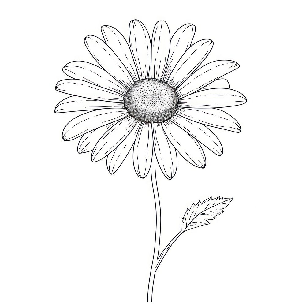 Daisy sketch daisy drawing.