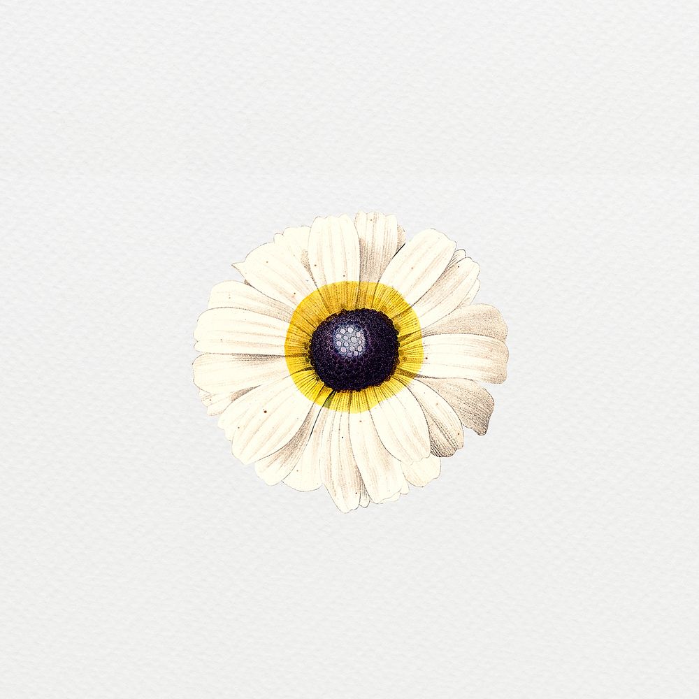Vintage white flower digital art illustration