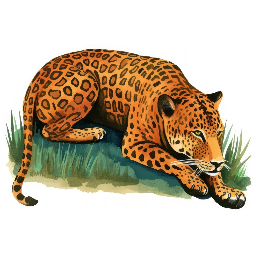 Lying jaguar wildlife leopard animal.