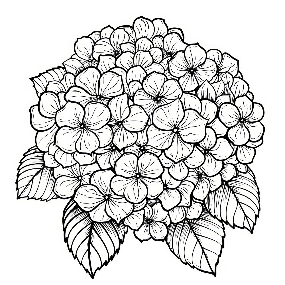 Hydrangea flowers illustrated chandelier drawing.