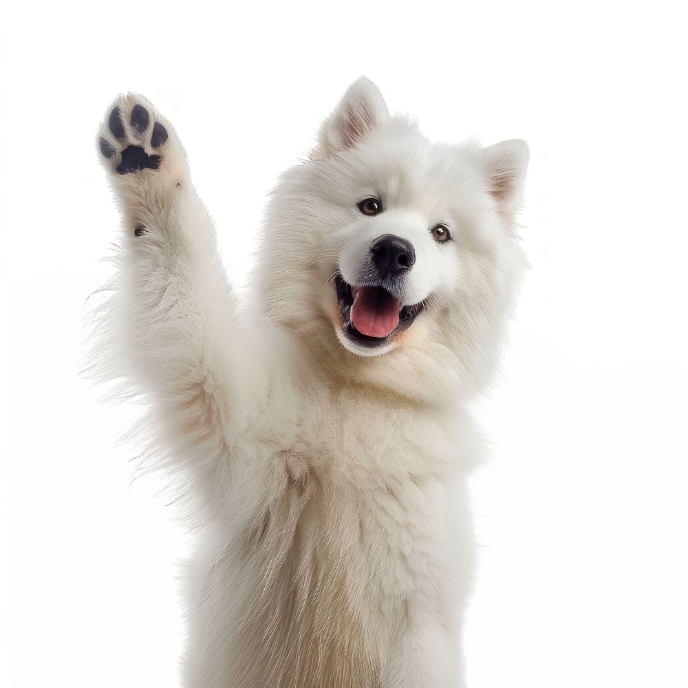 Samoyed dog paw up mammal animal white.