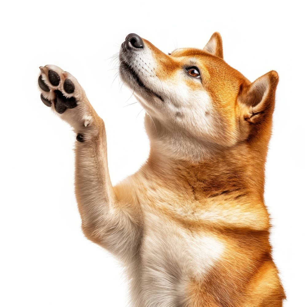 Shiba inu dog paw mammal | Free Photo - rawpixel