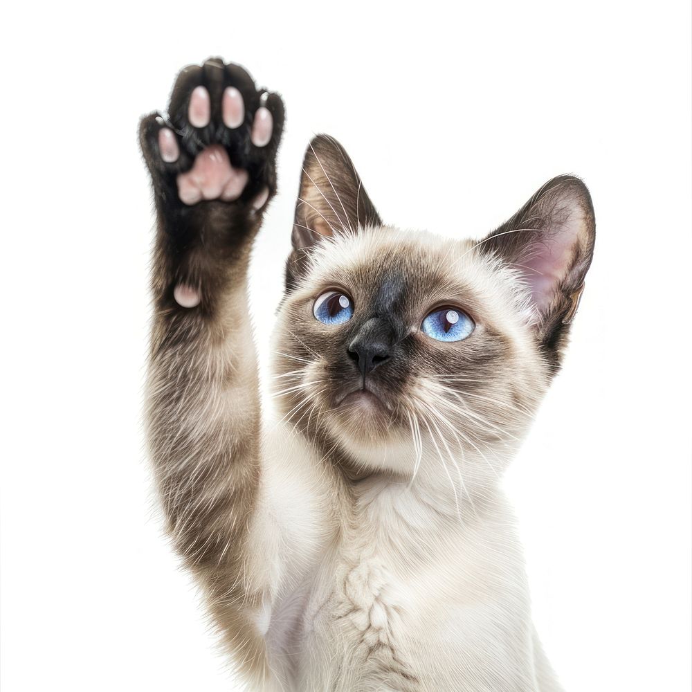 Siamese cat paw up animal mammal pet.