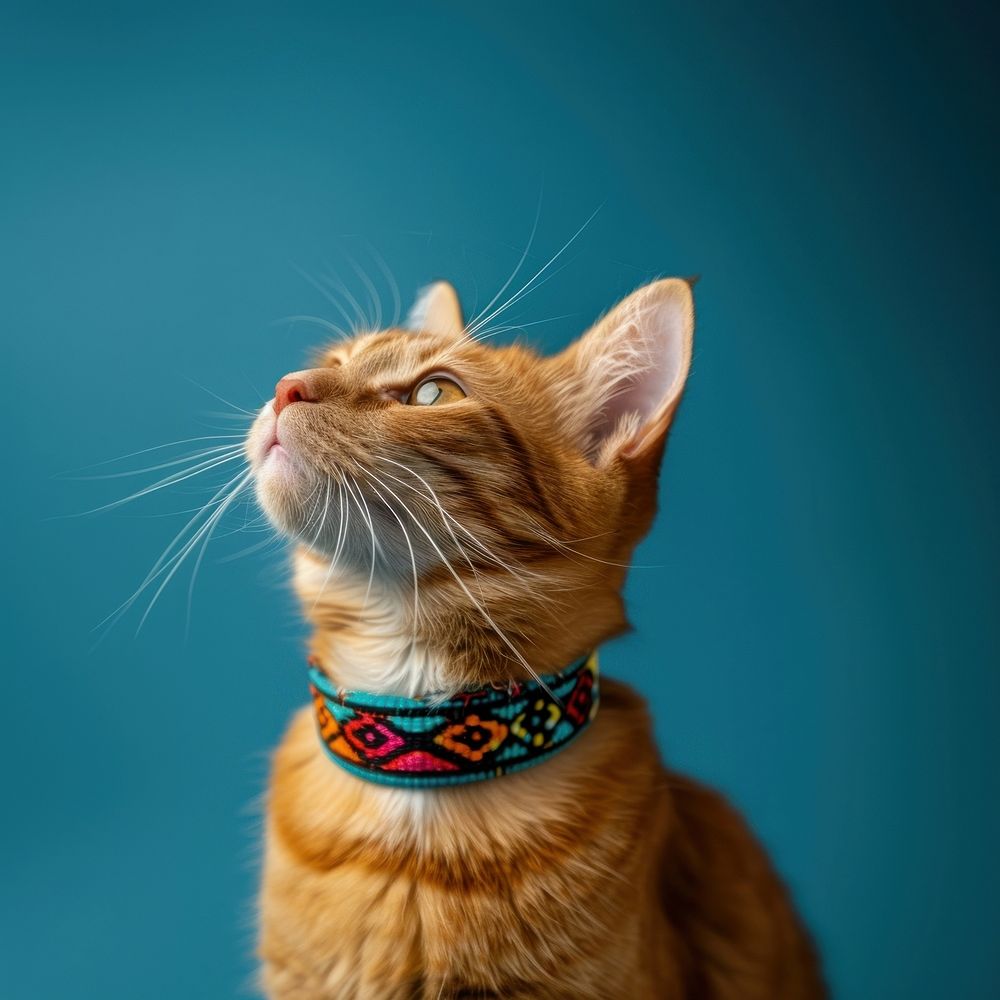 Happy cat collar accessories accessory.
