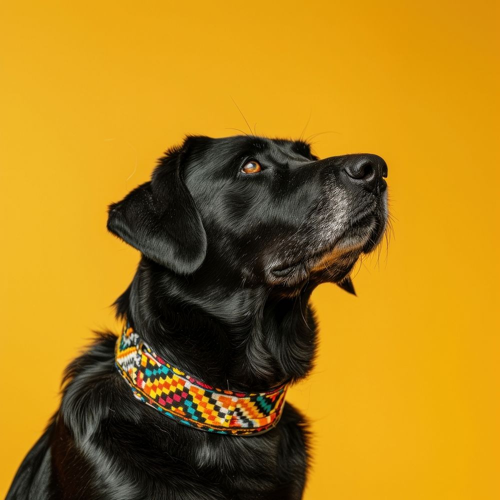 Happy black dog collar accessories accessory.