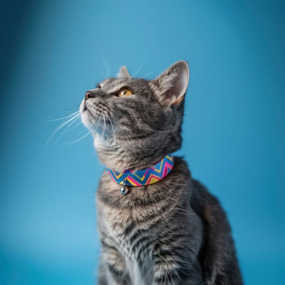 Happy grey cat collar accessories accessory.