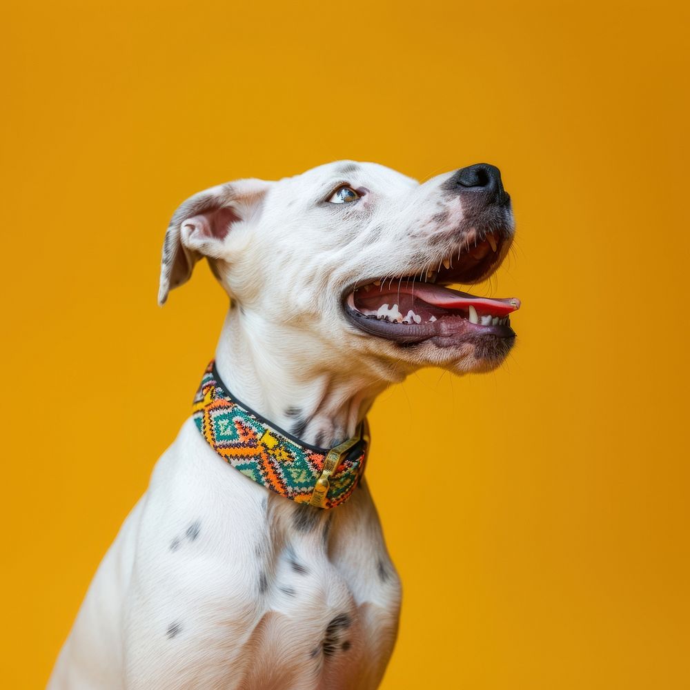 Happy white dog accessories dalmatian accessory.