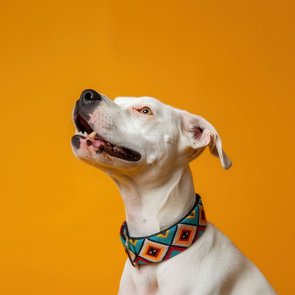 Happy white dog collar accessories accessory.