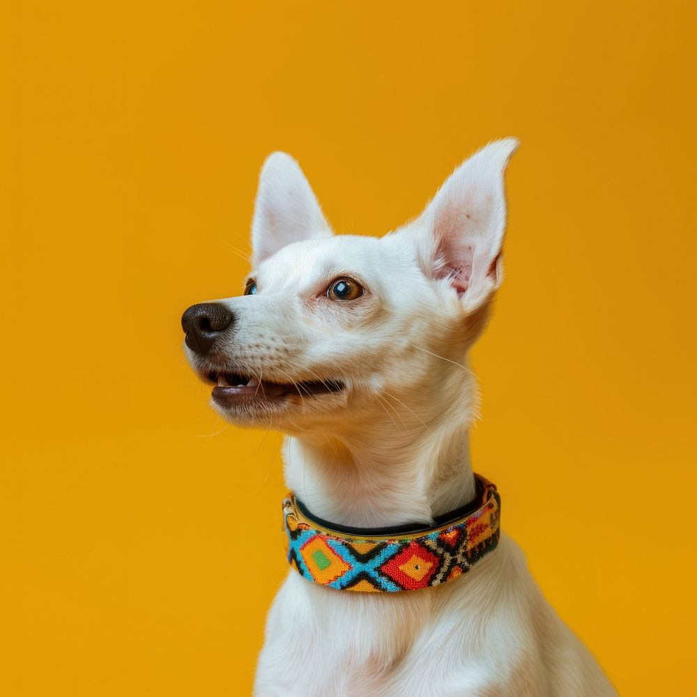 Happy white dog collar accessories chihuahua.