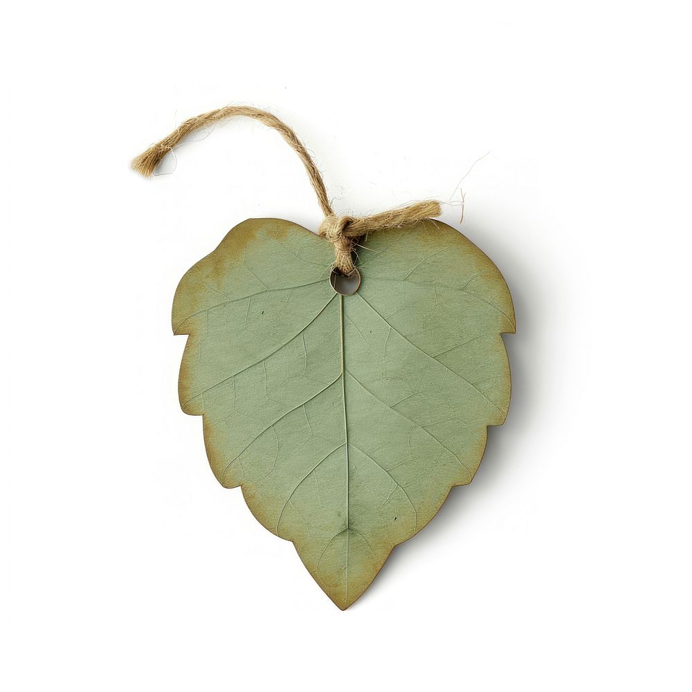 Leaf shape accessories accessory jewelry.