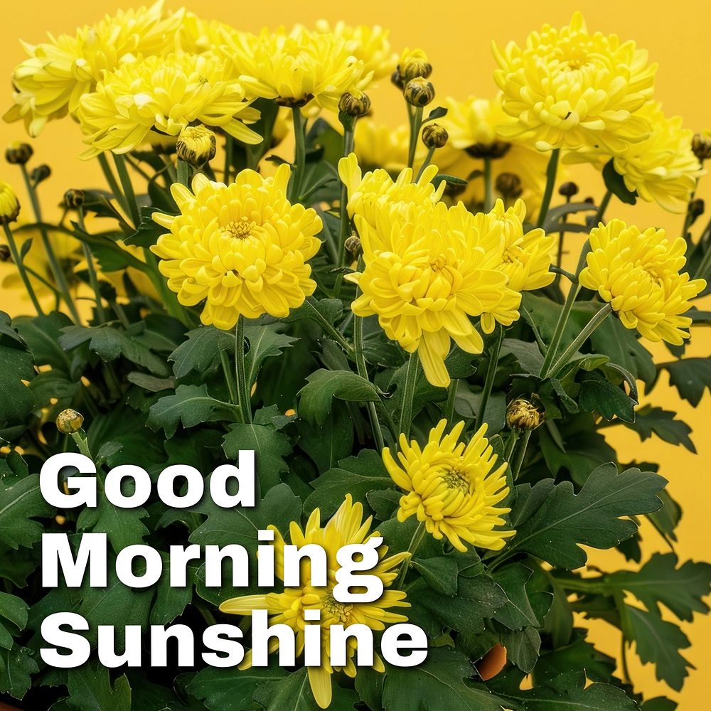 Good morning sunshine quote Instagram post template