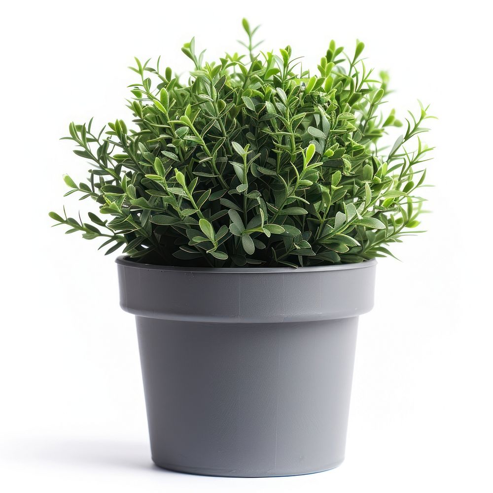 Potted plant herbs leaf white background.