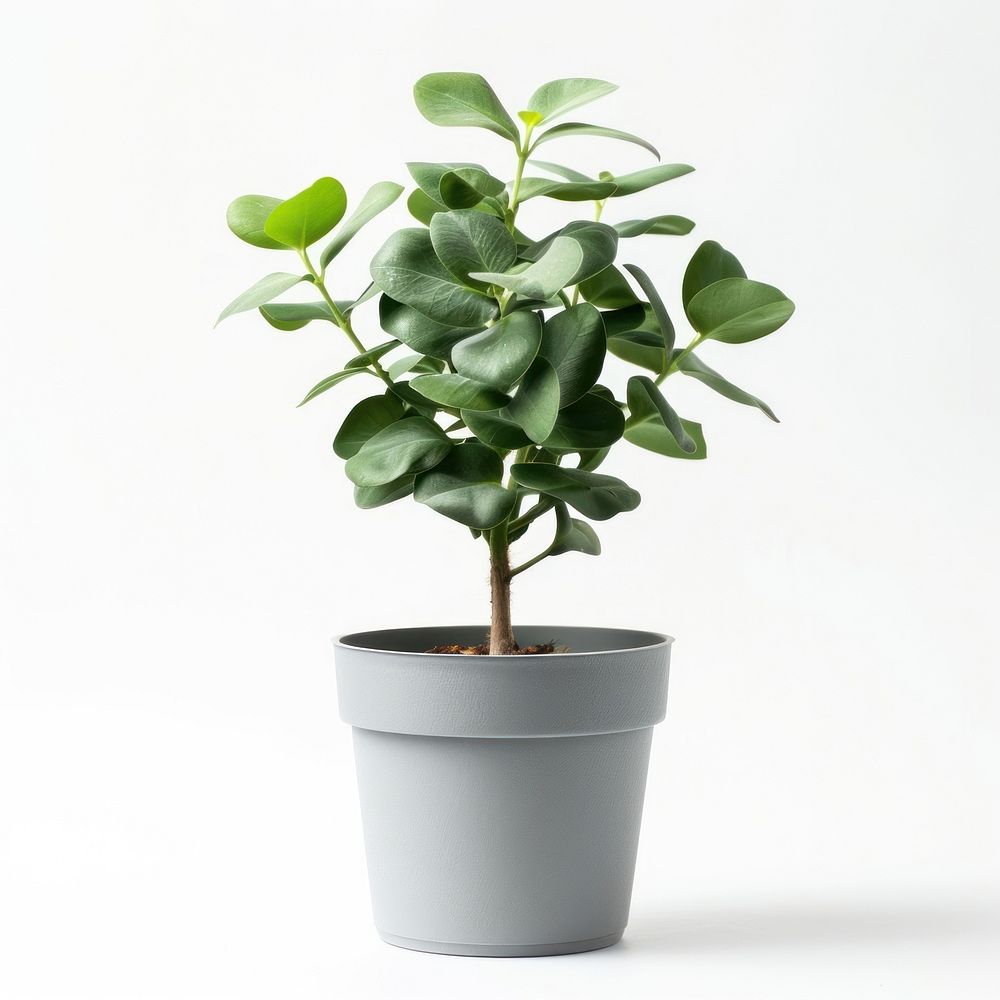 Potted plant bonsai leaf white background.