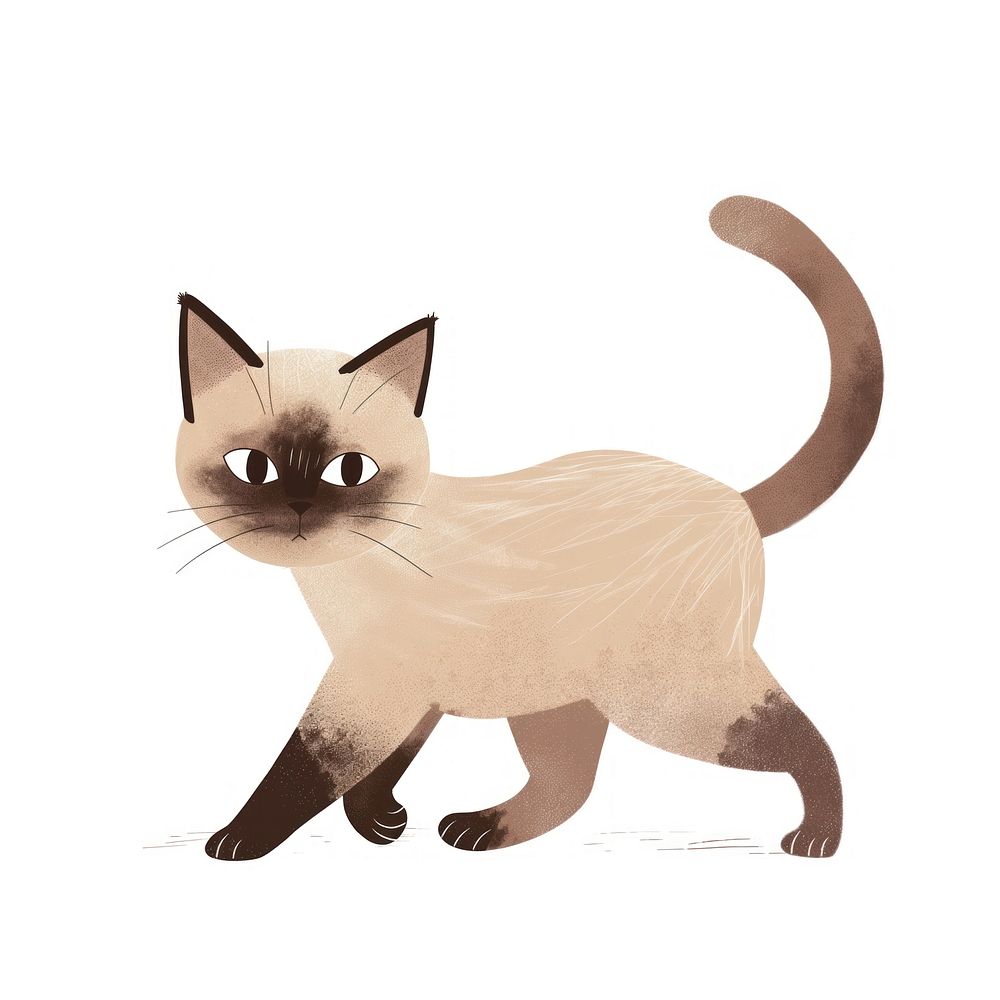 Siamese cat animal mammal.