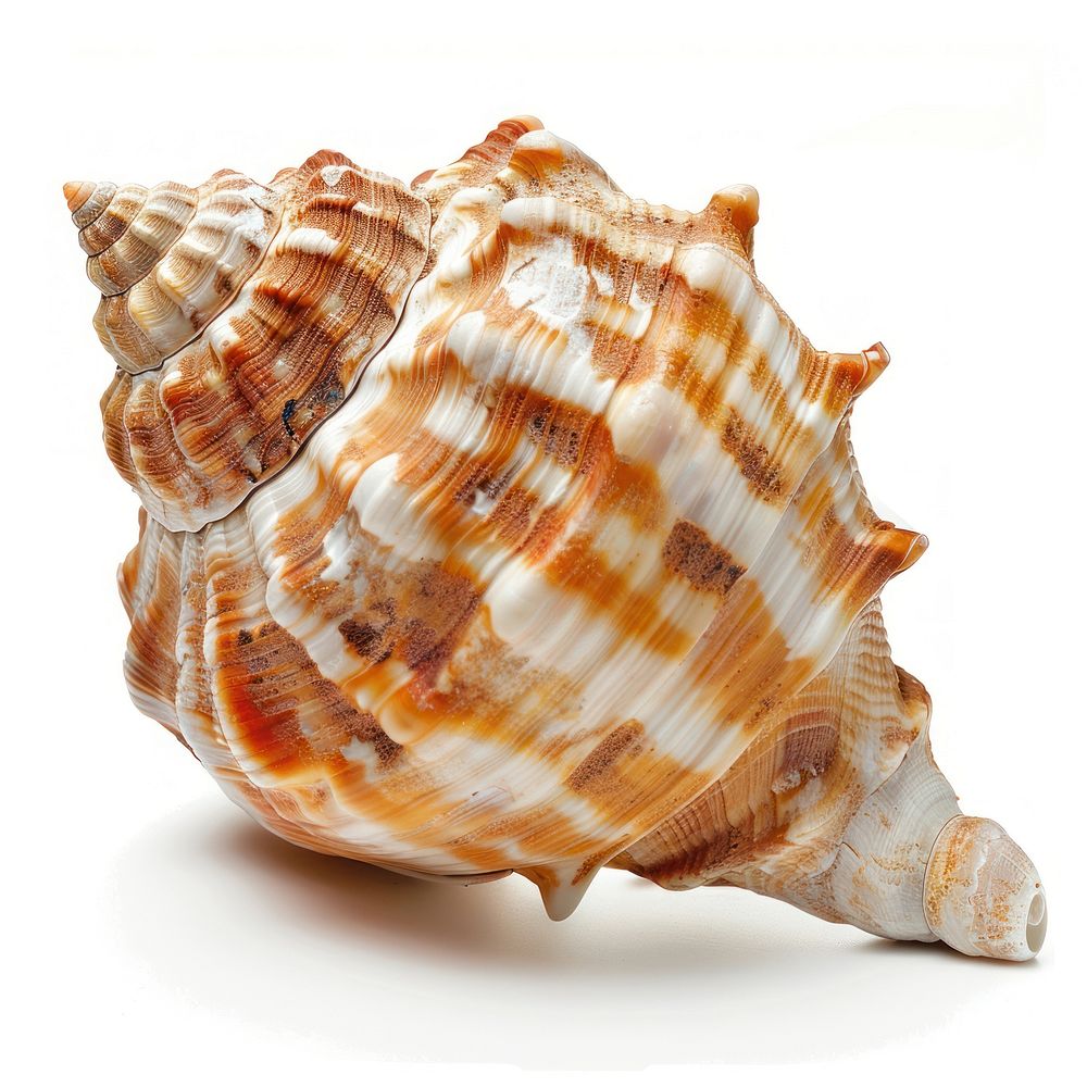 Shell seashell animal conch.