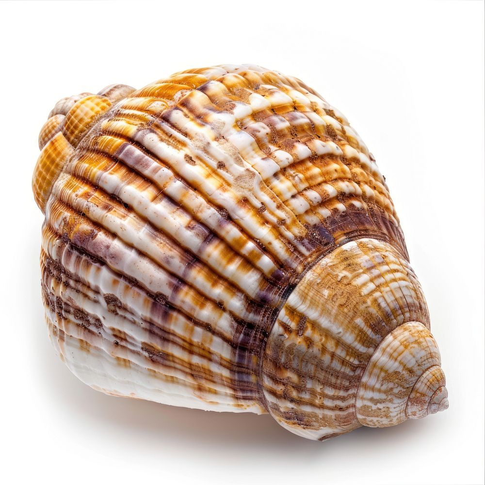 Shell seashell seafood animal.