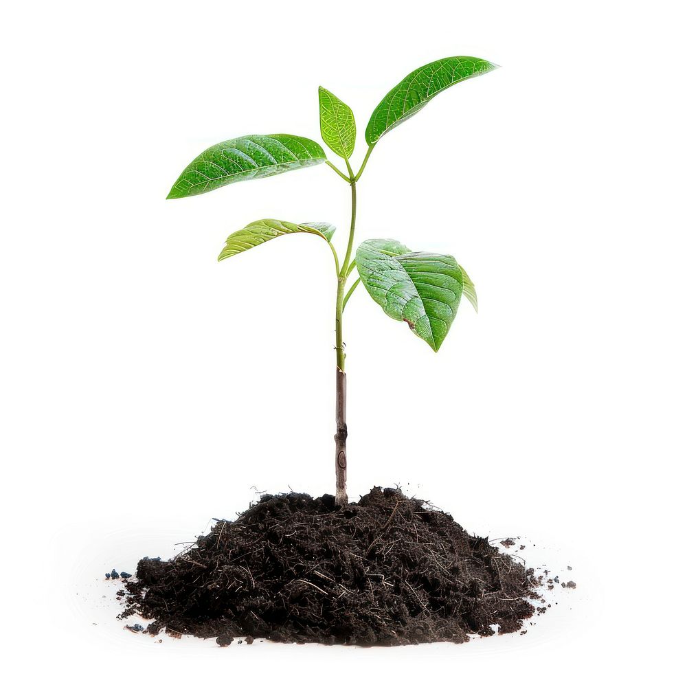 Tree seedling sprout plant soil.