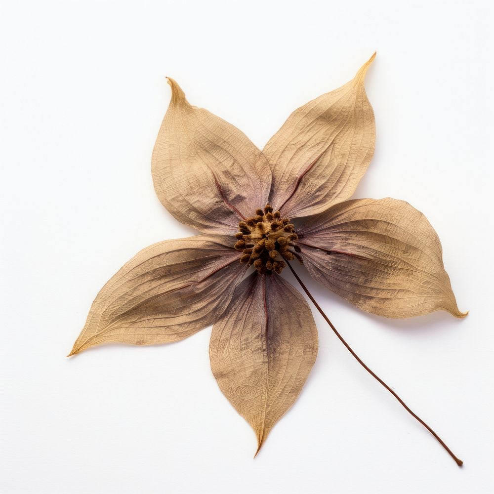 Dried clematis flower accessories accessory blossom.