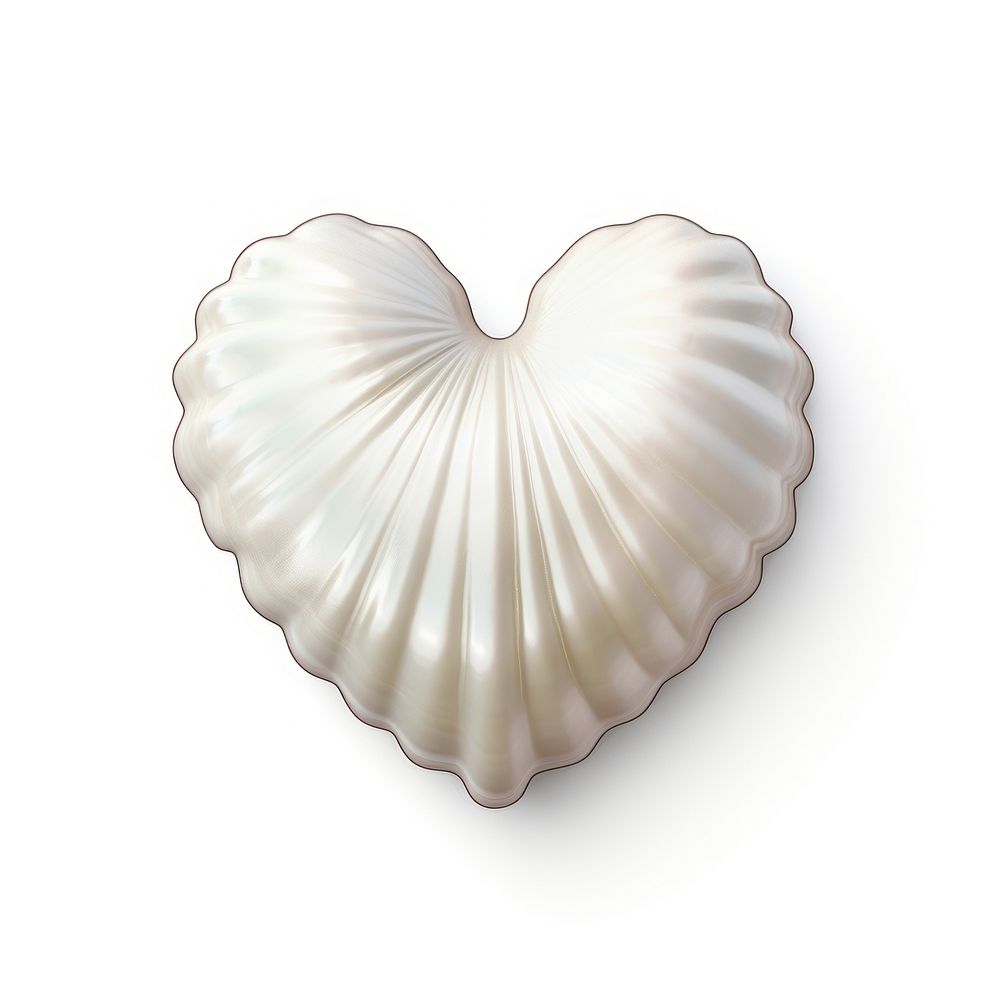 Heart shell white background invertebrate.