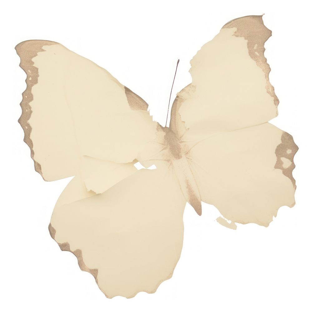 Butterfly petal plant white background.