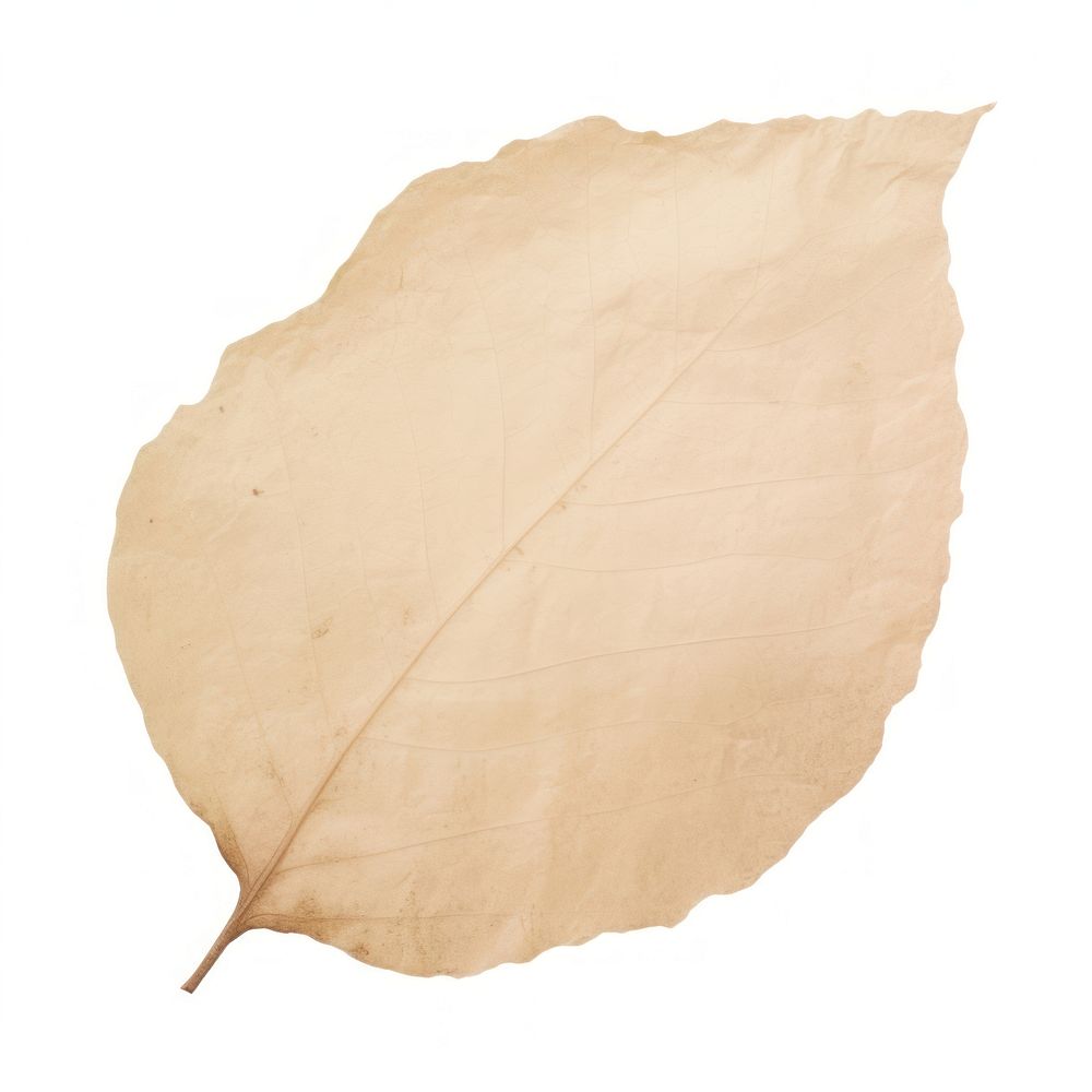 Leaf shape ripped paper plant white background fragility.
