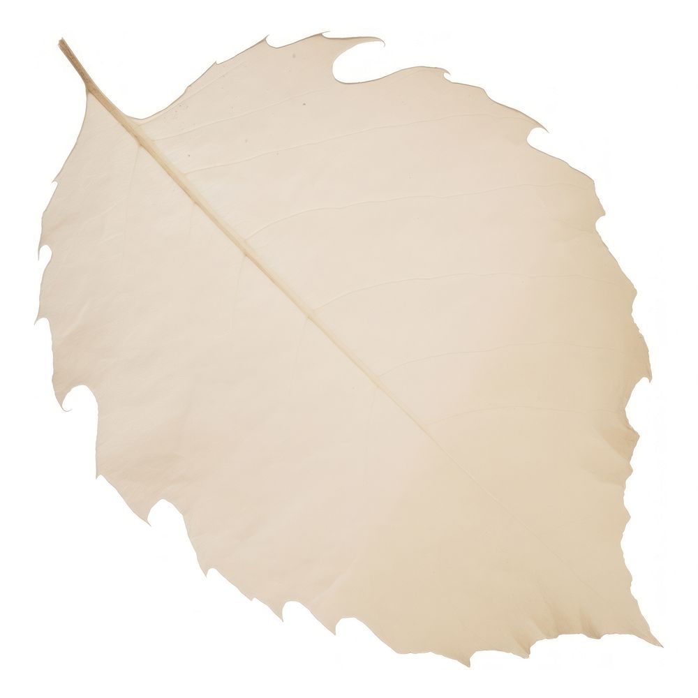 Leaf shape ripped paper plant white tree.