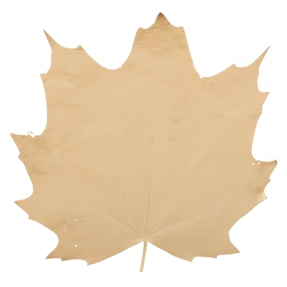 Maple plant paper leaf.