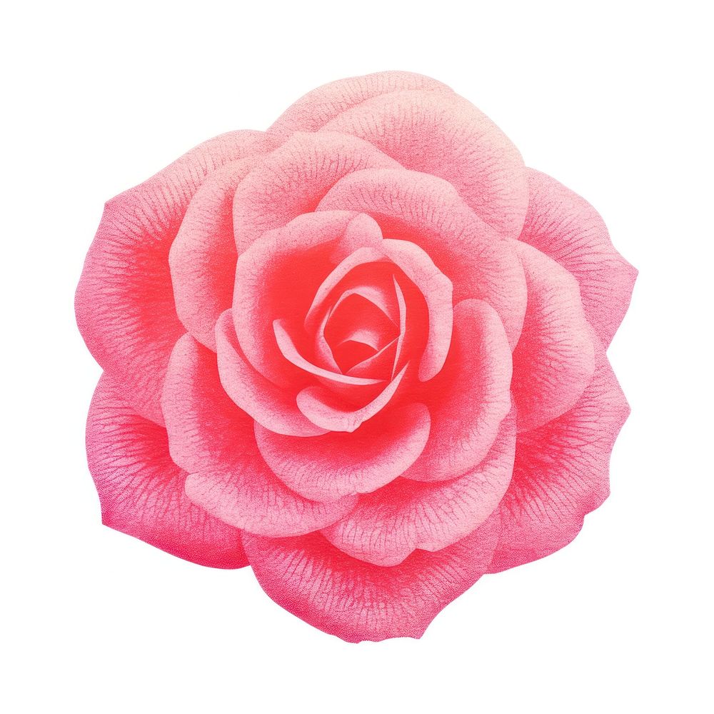 Rose Risograph style flower petal plant.