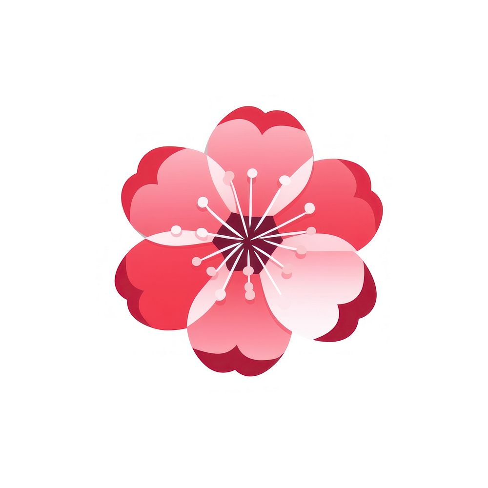 Sakura hibiscus blossom flower.