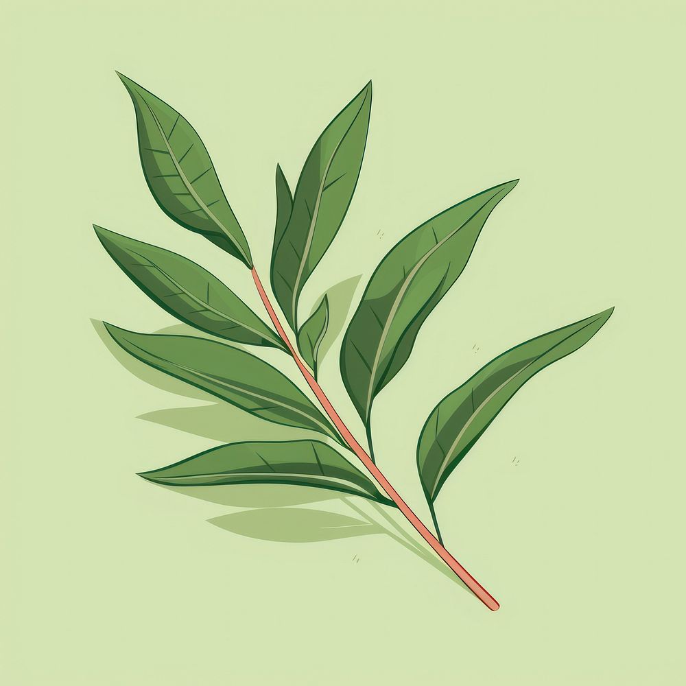 Tea leaves annonaceae herbal herbs.