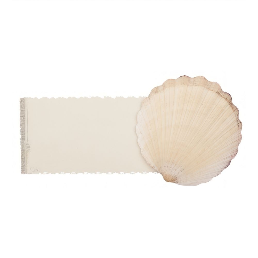 Seashell invertebrate appliance seafood.