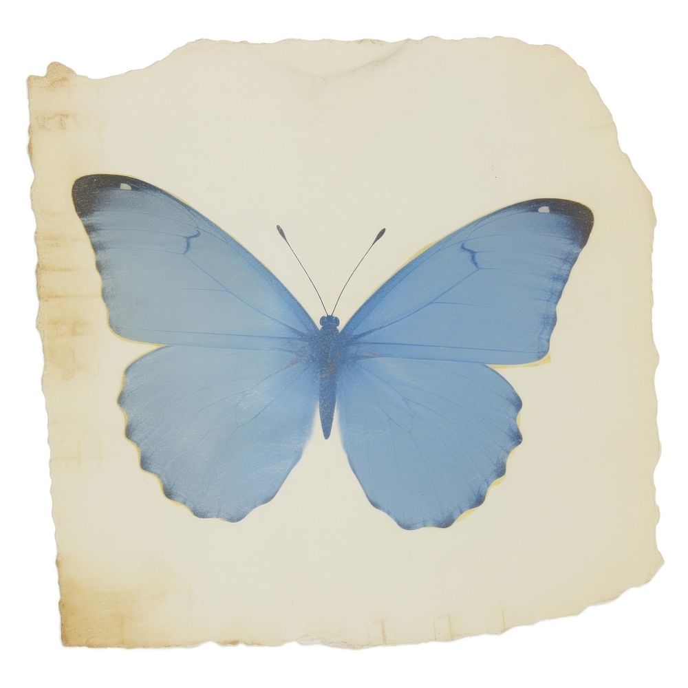 Blue butterfly ripped paper animal | Premium Photo - rawpixel