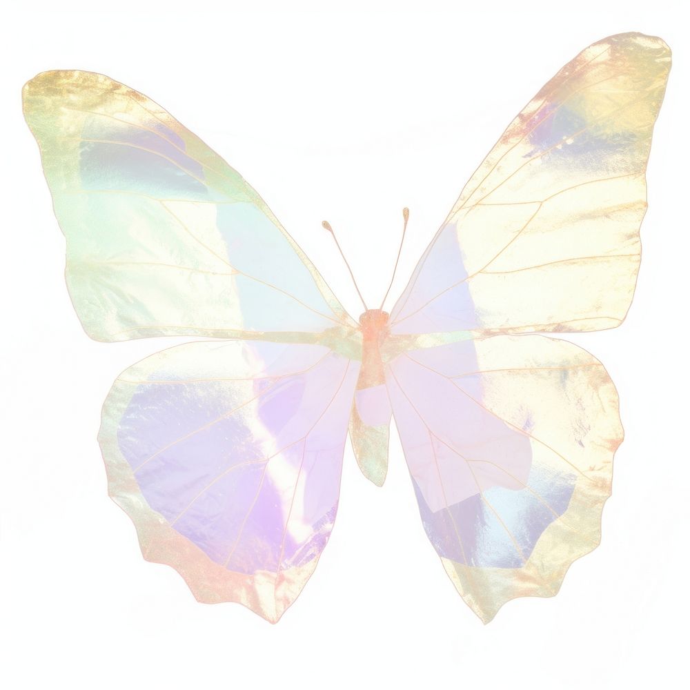 Holographic butterfly ripped paper animal insect petal.