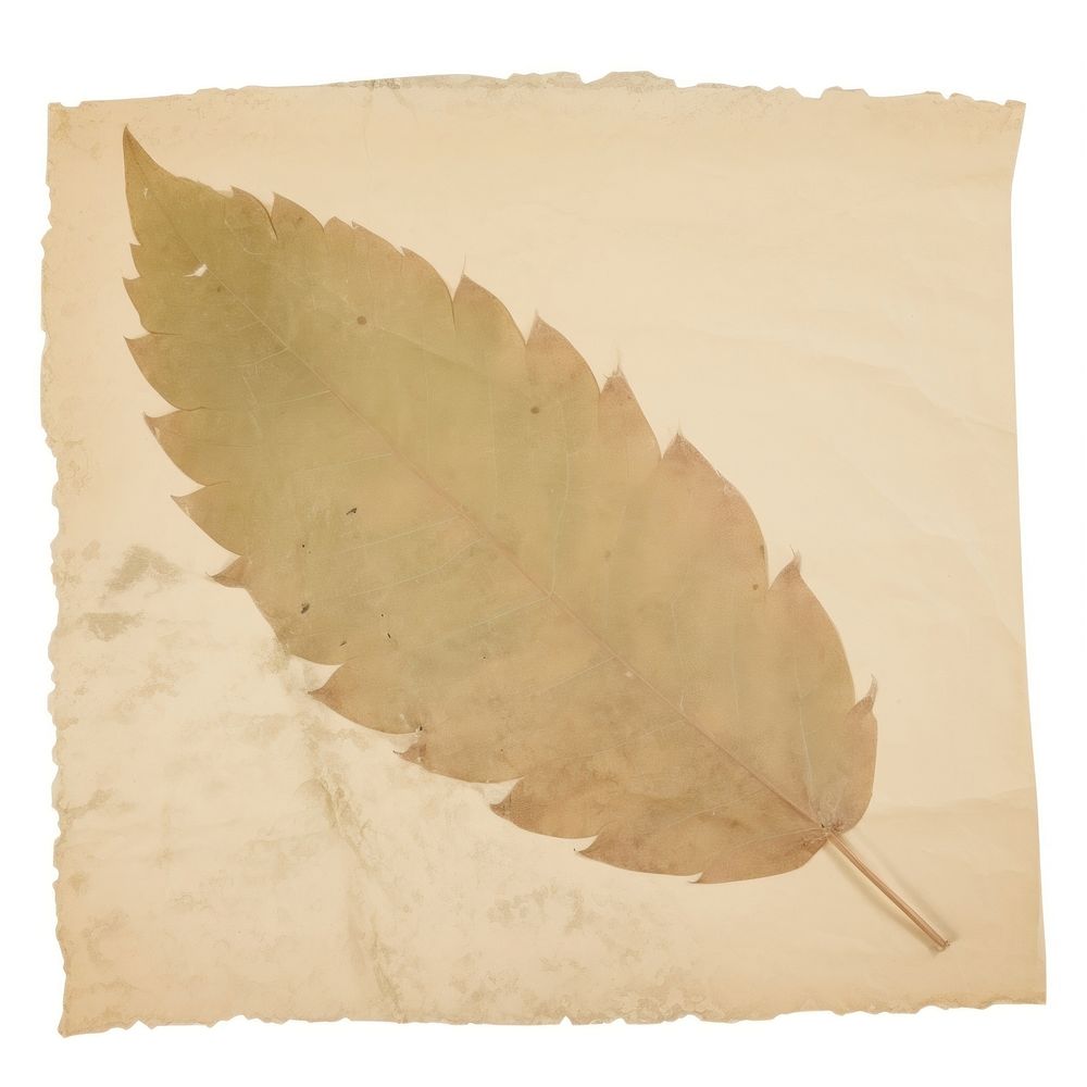 Leaf ripped paper plant text white background.