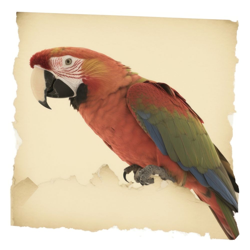 Parrot ripped paper animal bird wildlife.