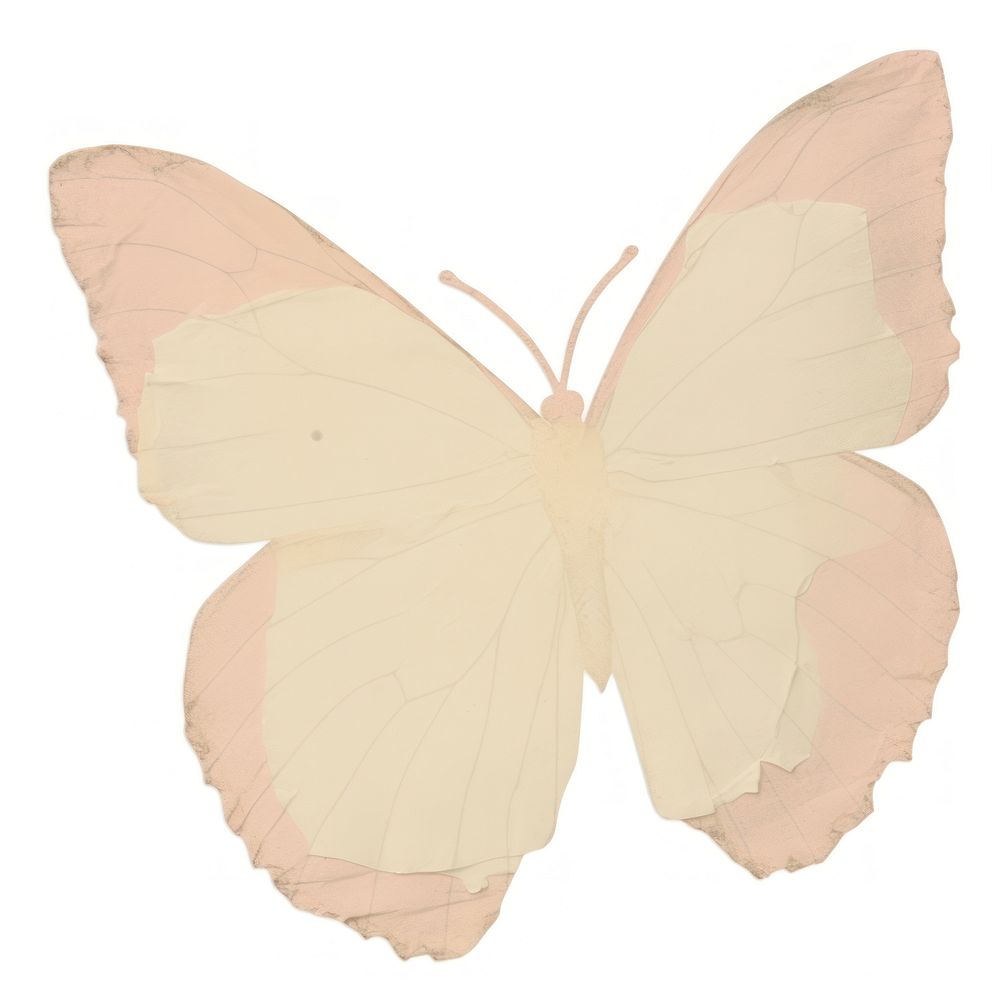Pastel butterfly ripped paper animal insect white.