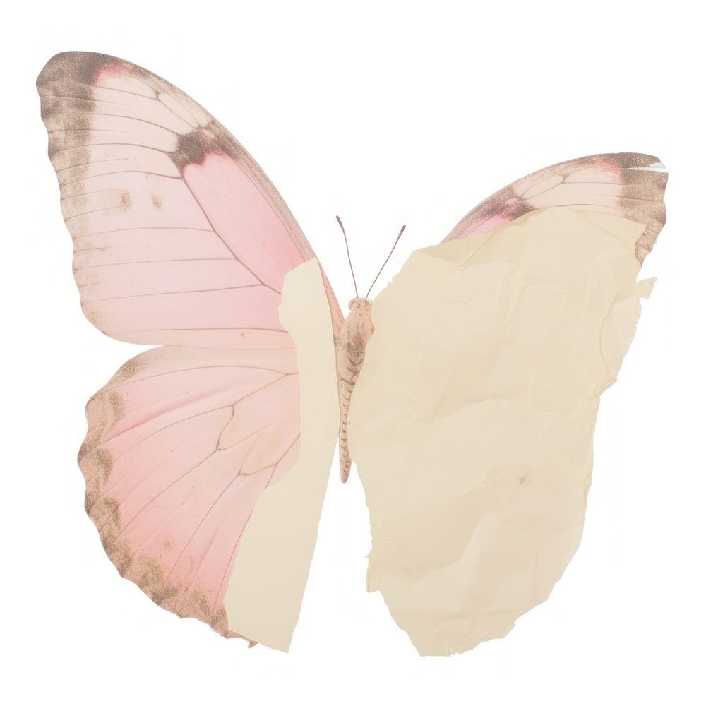Pastel butterfly ripped paper animal insect moth.