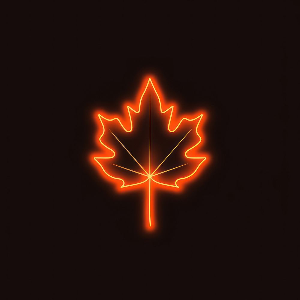 Maple leaf icon outdoors symbol light.