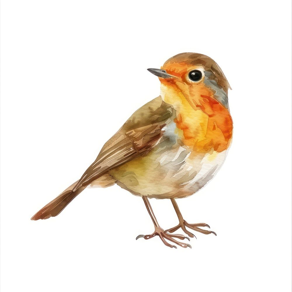 Robin Bird in Watercolor style robin bird animal.